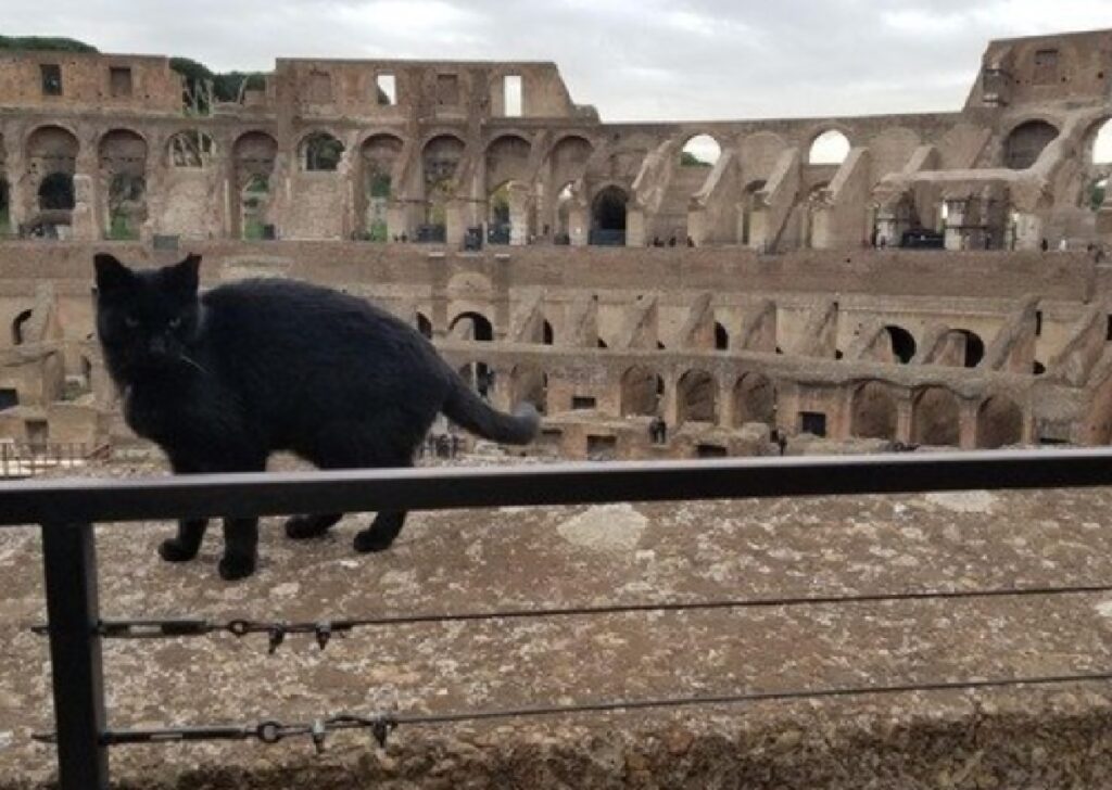 gatta nera passeggia monumento