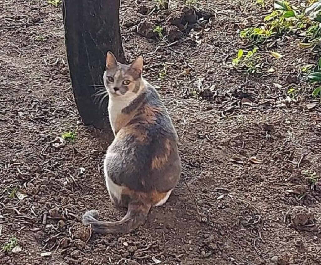 gatto calico albero vegetale