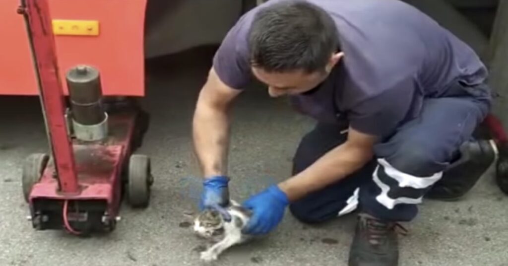 gattino salvato dai meccanici