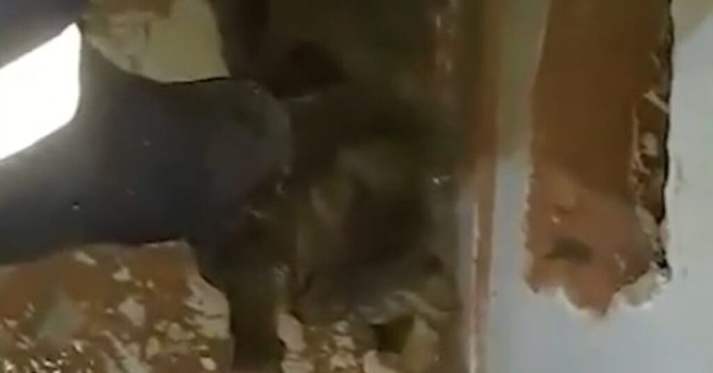 gatto grigio salvato intrappolato fra due pareti