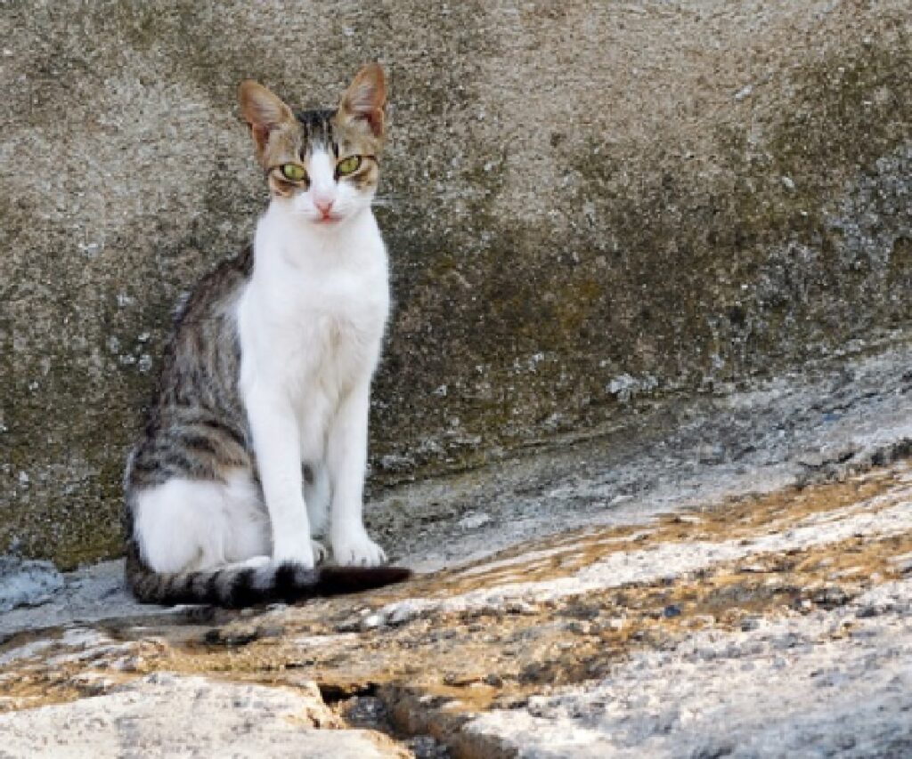 gatto davanti muro casa grigio