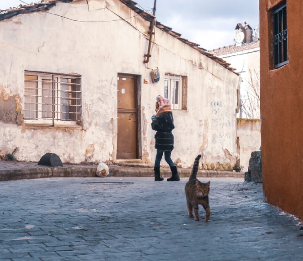 gatto cammina strada di paese