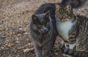 San Giovanni la punta, ennesimo atto brutale nei confronti della colonia felina