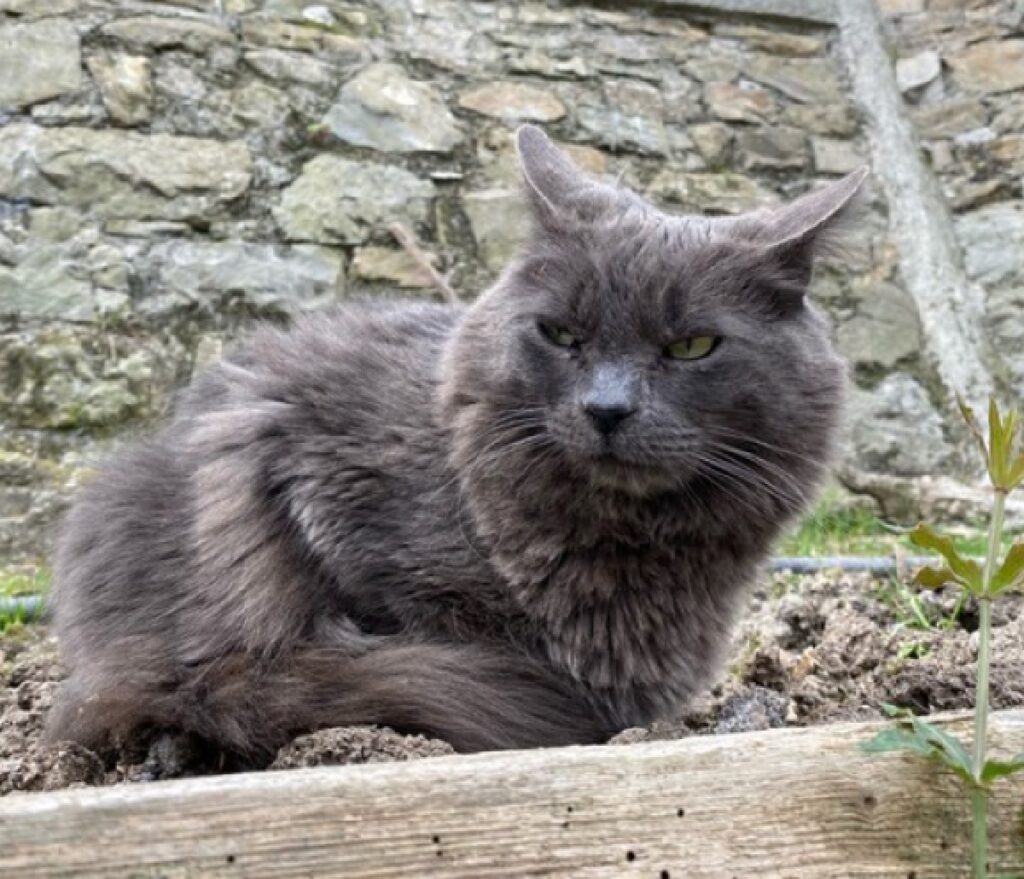 gatto davanti muretto in pietra