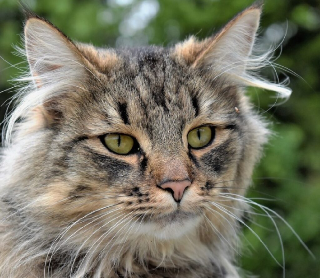 gatto grigio pelo lungo vento