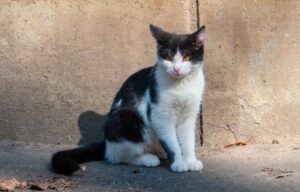 Scomparso il gatto Zampetta nei pressi di Cagliari, l’appello della famiglia