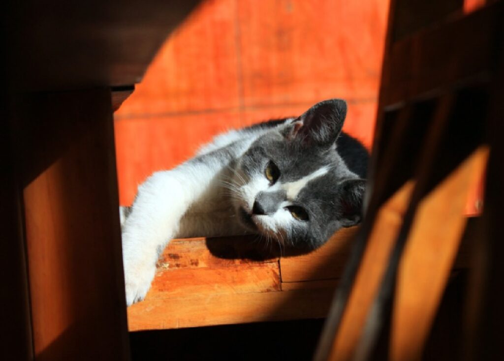 gatto libertà sfondo arancione