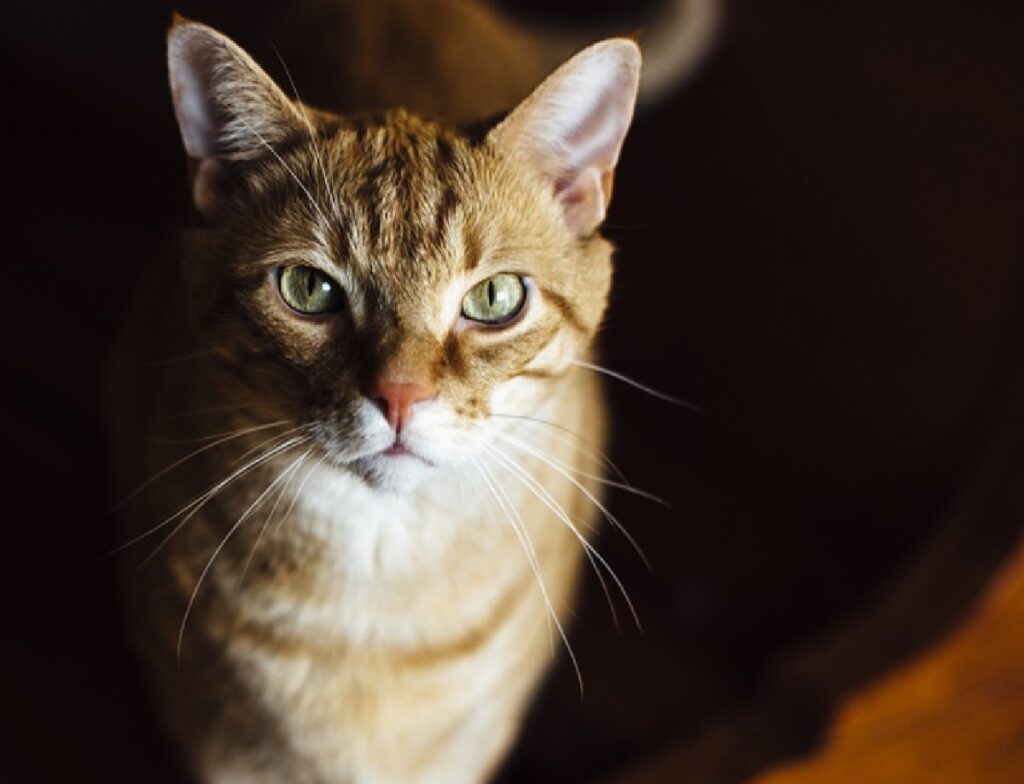 gatto arancione penombra comparsa