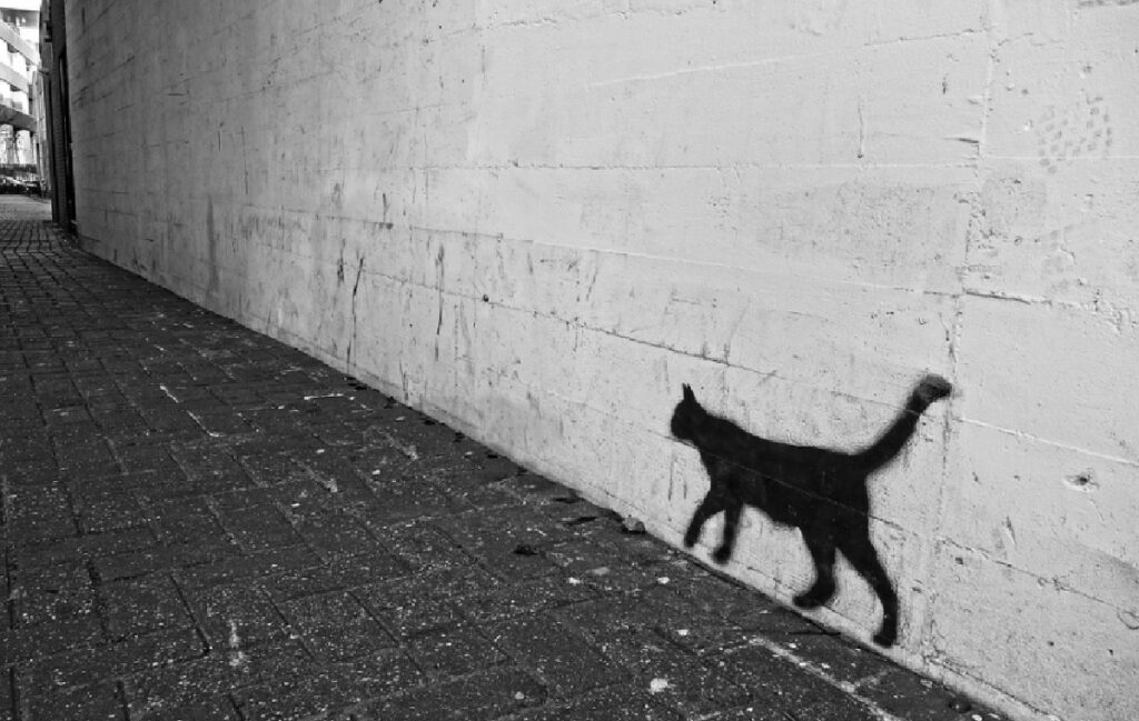 gatto nero graffito scomparso