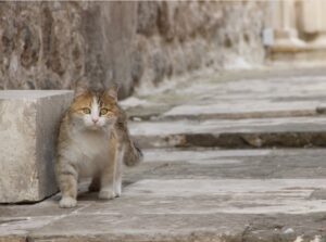 Sesto San Giovanni, il gatto Mimo scompare, al via le ricerche