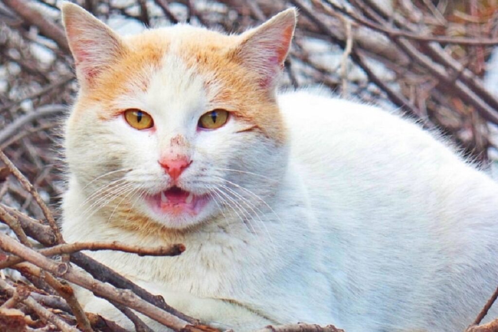 gatto con la bocca aperta