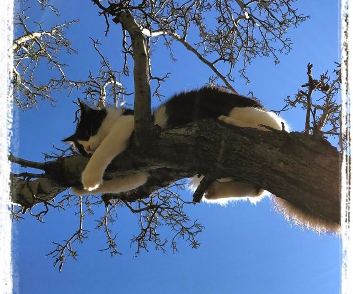 gatto si regge al ramo