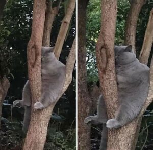Sogni d’oro: 10 gatti che hanno deciso che gli alberi sono più comodi delle cucce