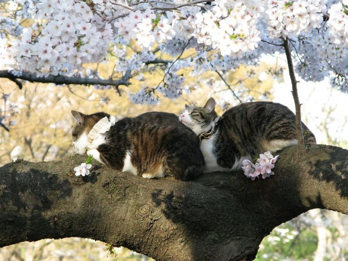 gatti tra i fiori