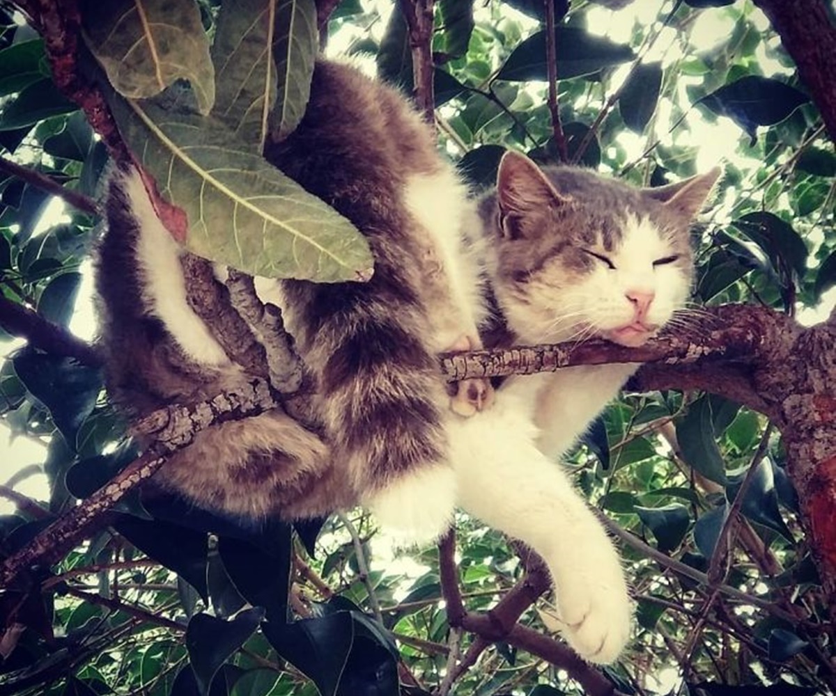 gatto su ramo esile