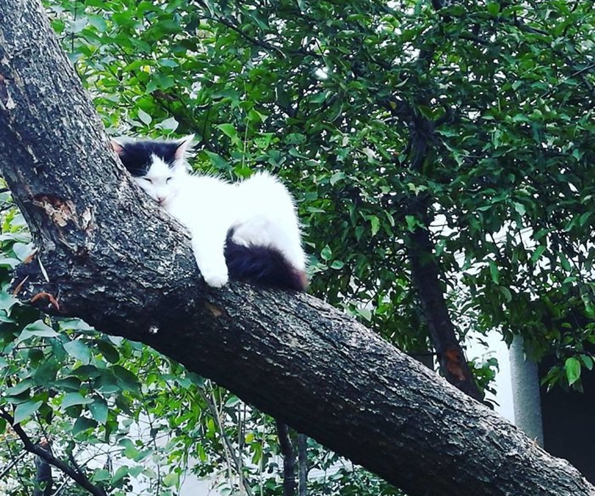 gatto in pendenza