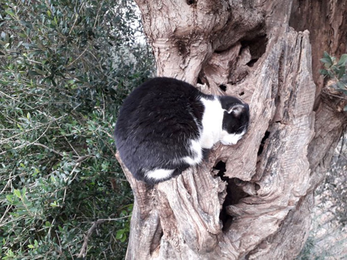 gatto su ramo con buco