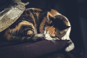 Sonno del gatto: 5 cose fondamentali da sapere