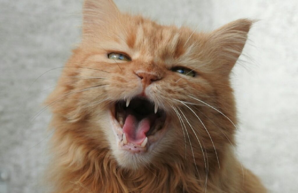 gatto apre bocca si vedono denti