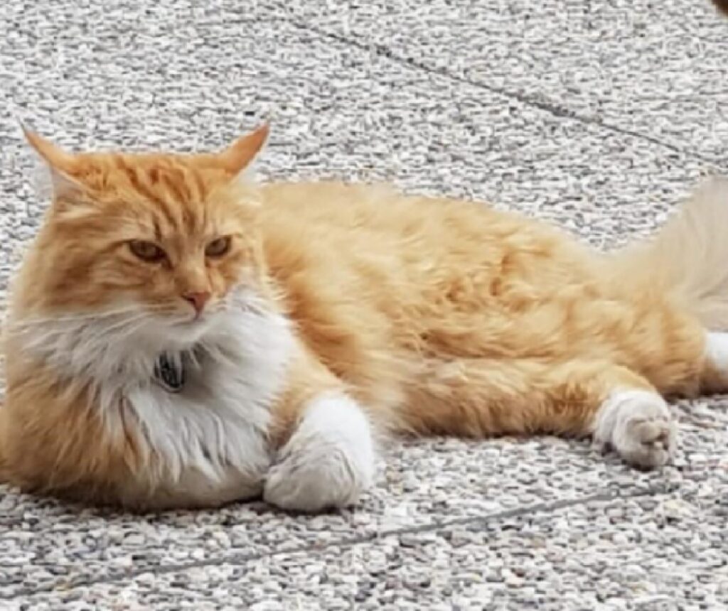 gatto strada chiara dal pelo arancione