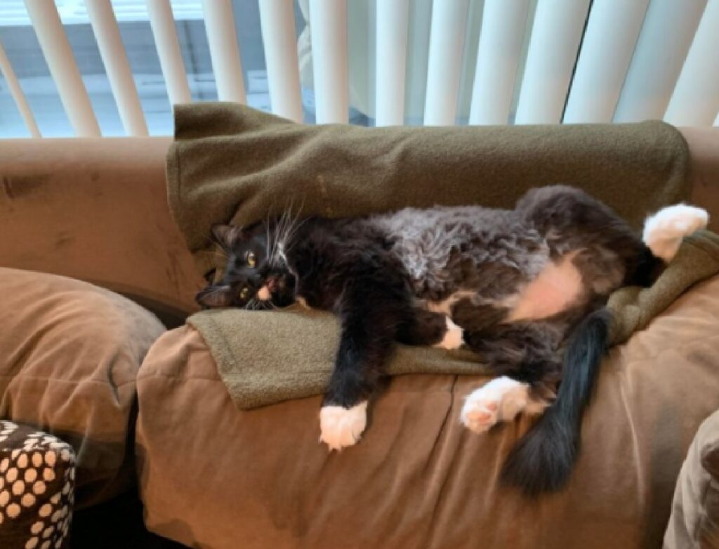 gatto sbivaccato divano