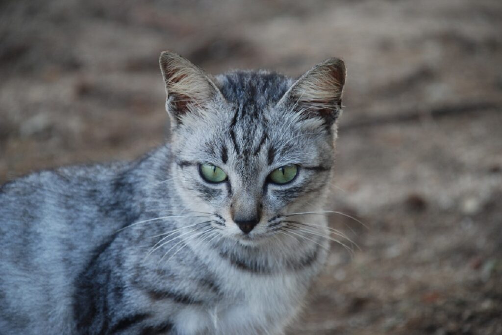 gatto tigrato dolce