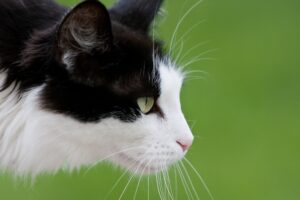 Sterilizzare il gatto: 5 buone ragioni per farlo