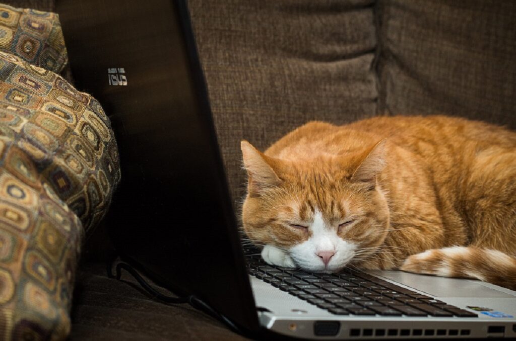 gattino dorme computer