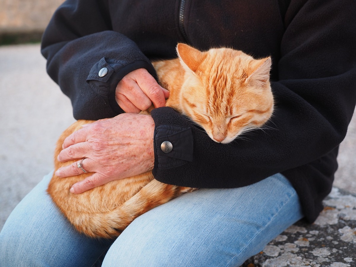 padrone accarezza gatto