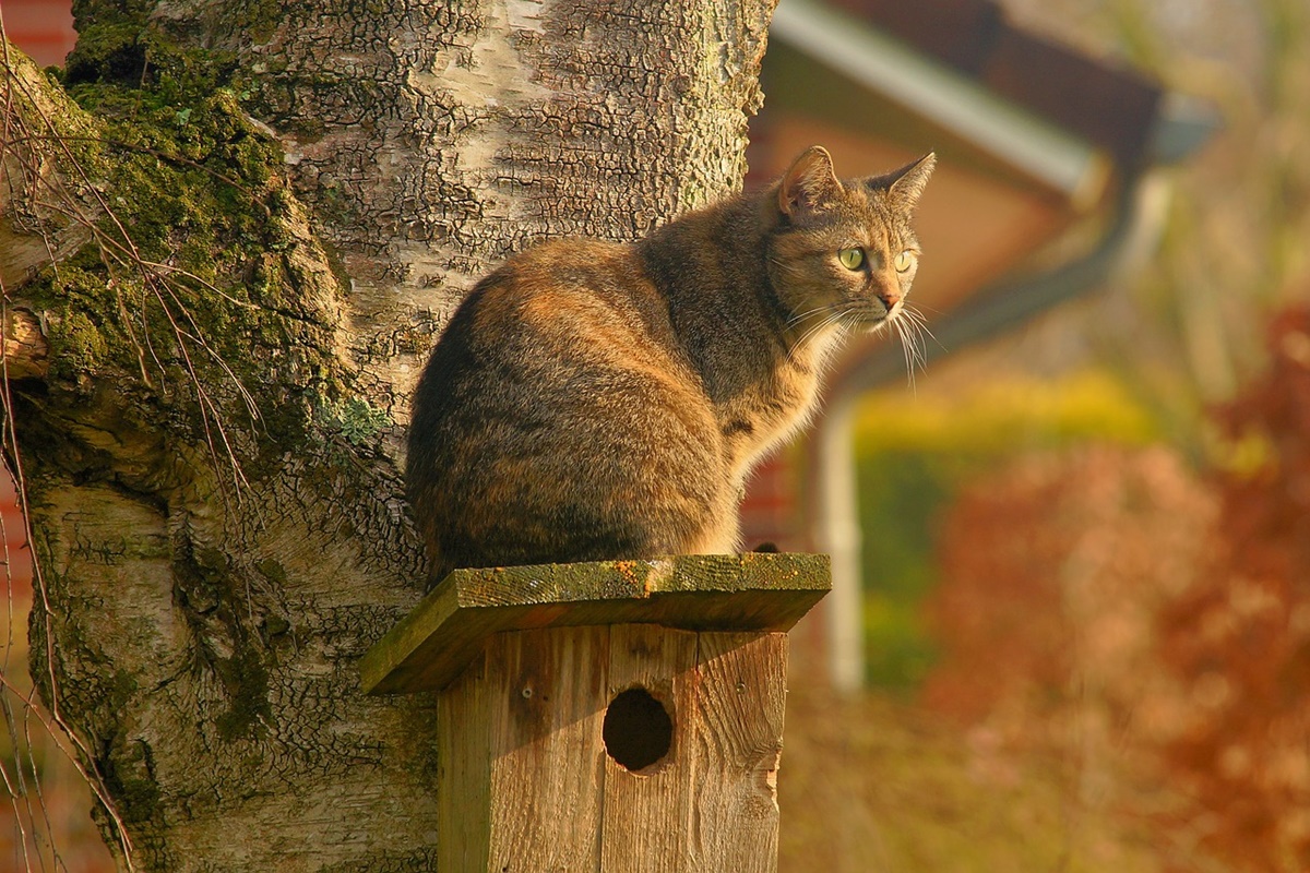 gatto su casetta