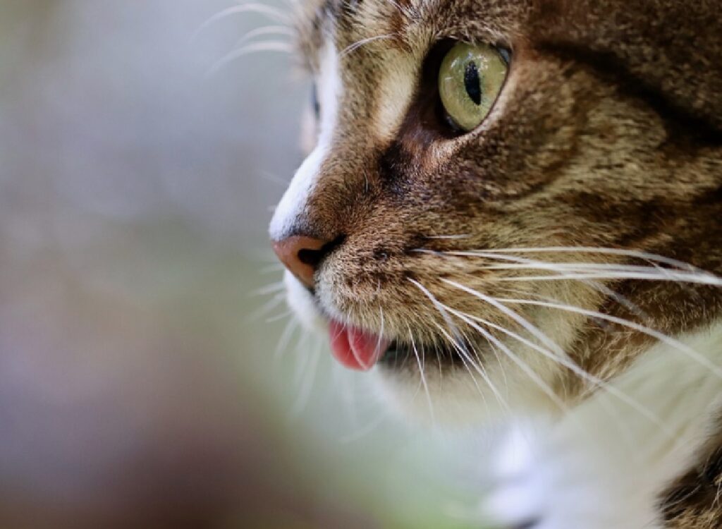 gatto lingua di fuori sguardo di profilo