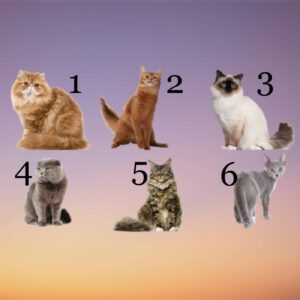 Test: scegli un gatto e scopri alcuni tratti della tua personalità