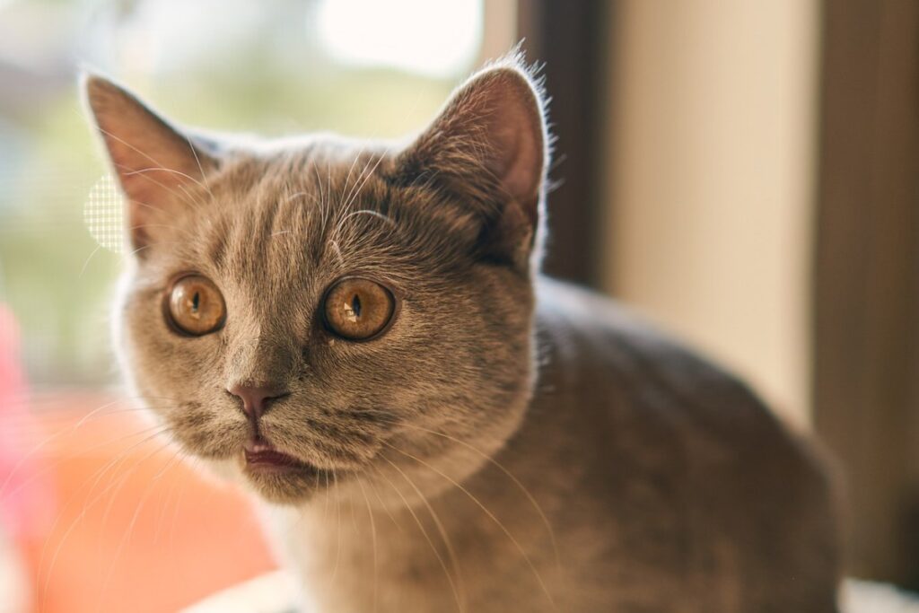 gatto con la bocca socchiusa