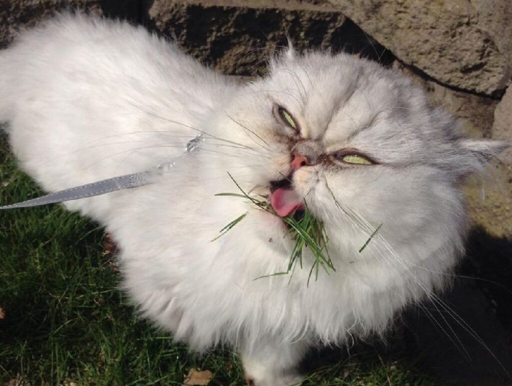 gatto bianco pelo lungo erba denti