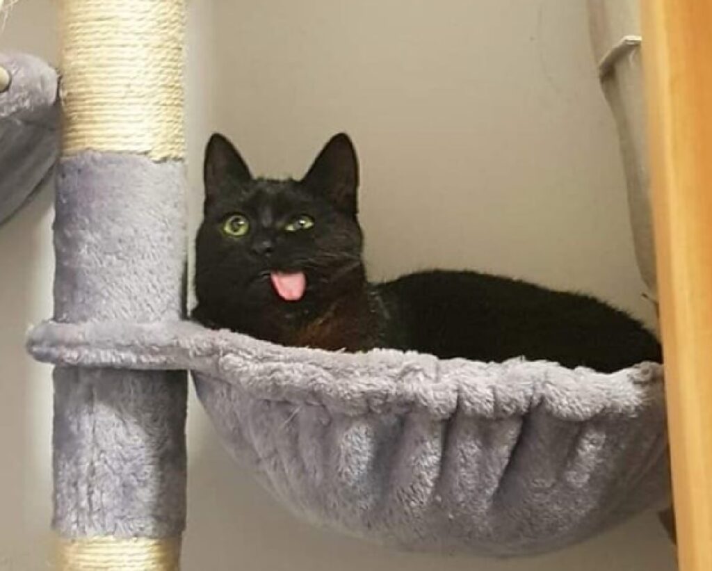 gatto nero lingua fuori occhi gialli