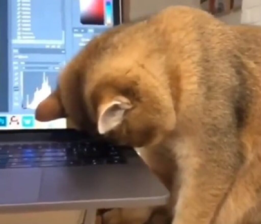 gatto sbatte testa su computer