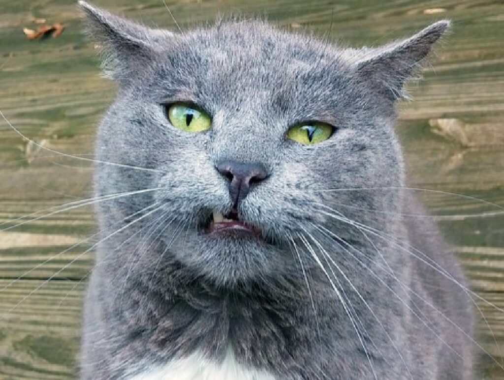 gatto grigio dente di fuori