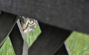 Un po’ di privacy? 8 foto di gatti talmente invadenti da risultare teneri