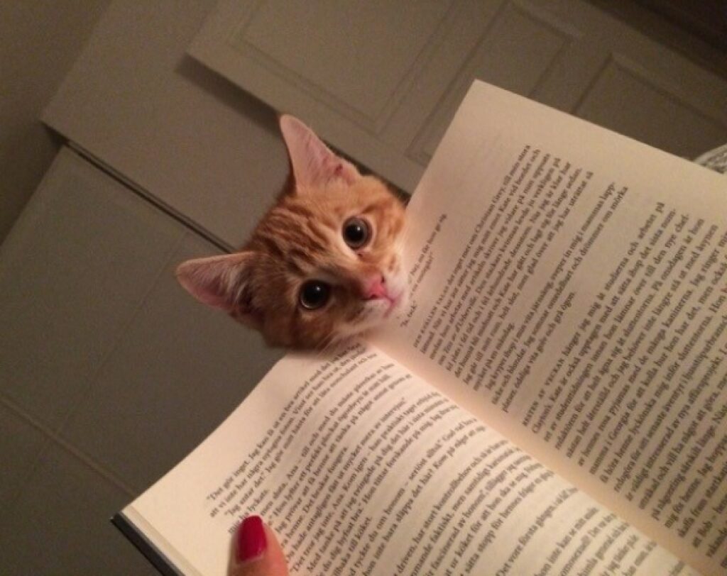 gatto testolina su libro da leggere