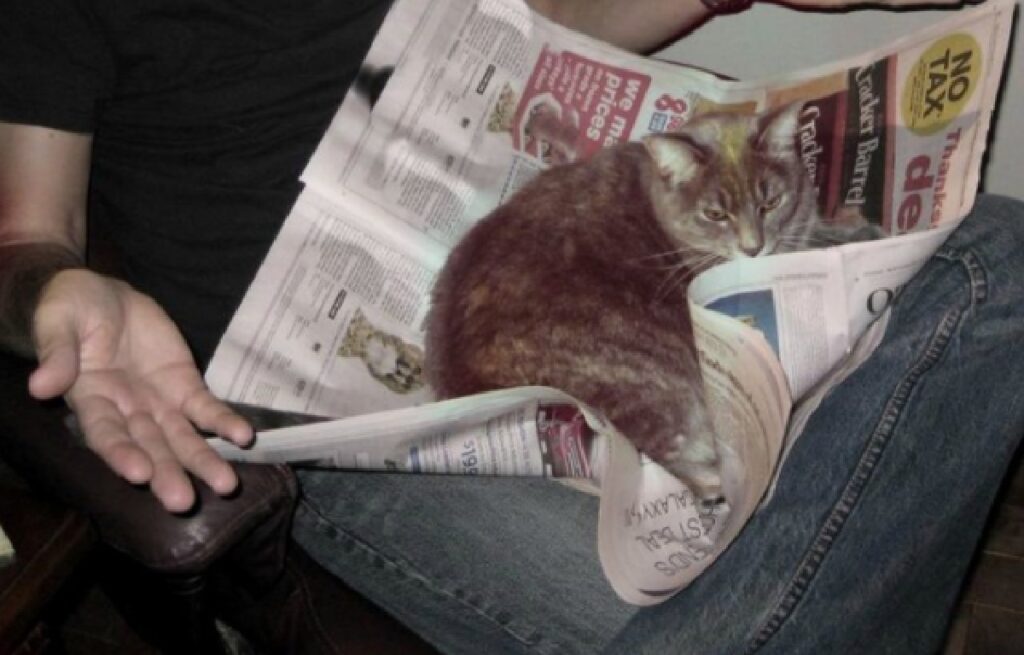 gatto sopra giornale lettura