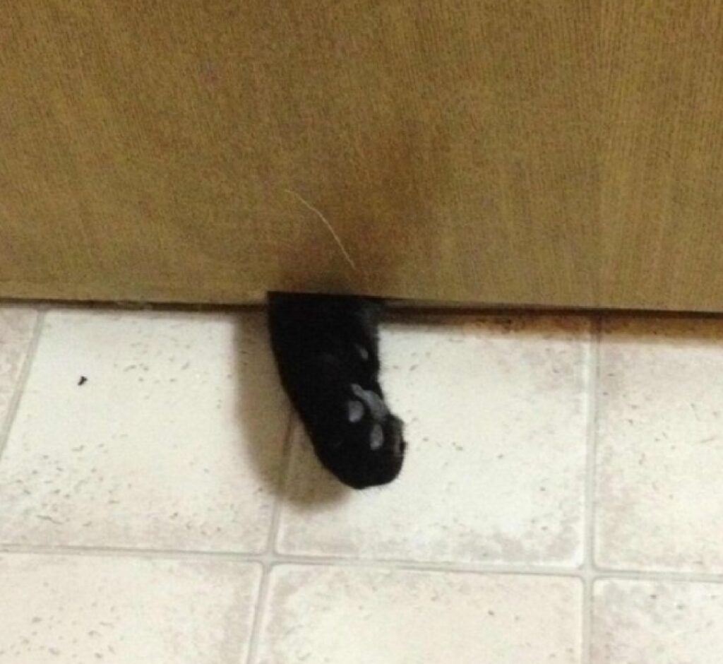 gatto zampetta sotto porta