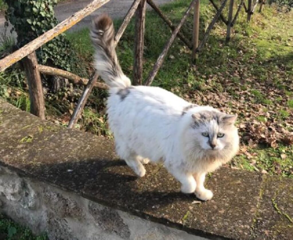 gatto bianco pelo lungo cammina muretto