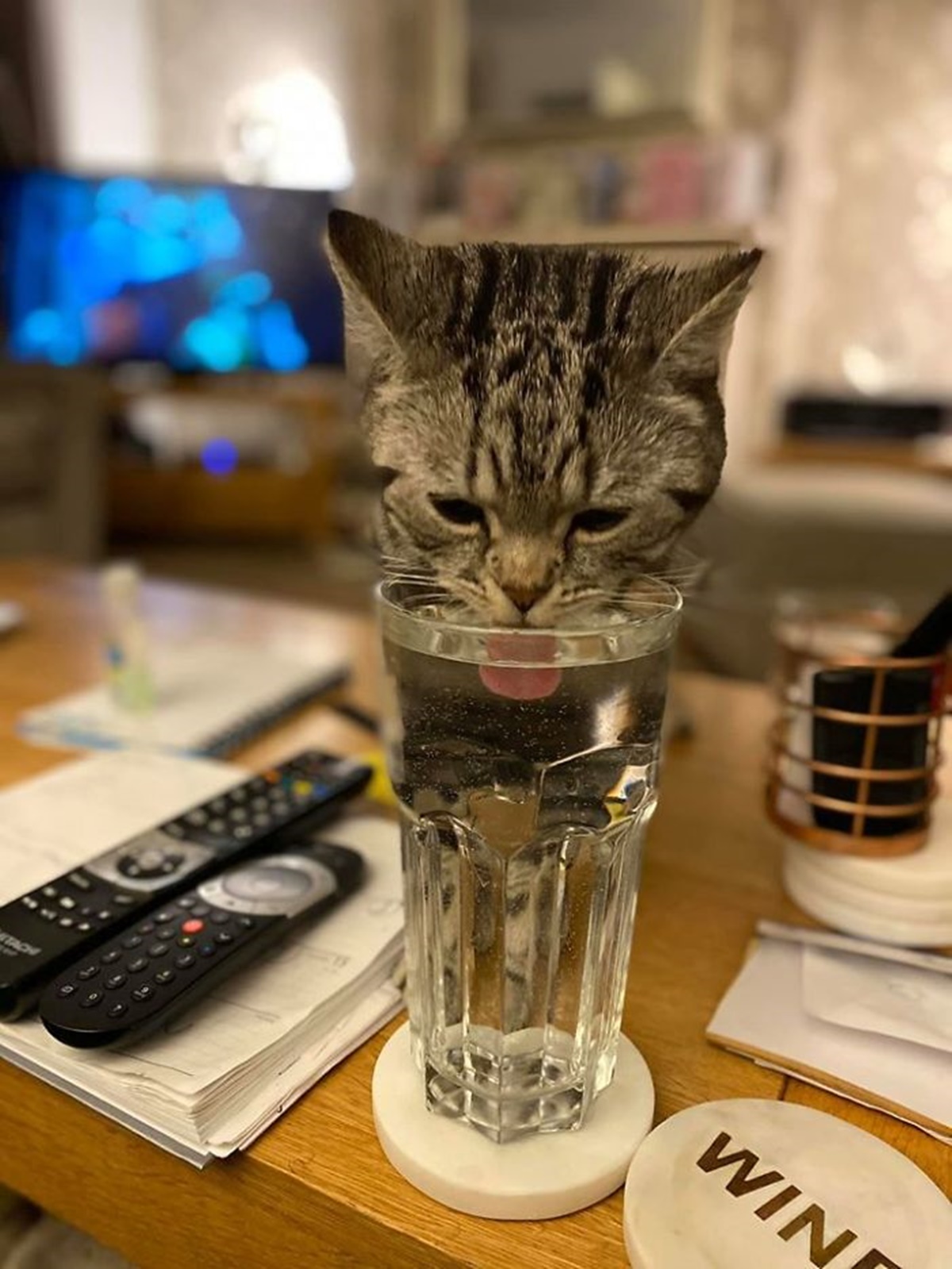 gatto beve