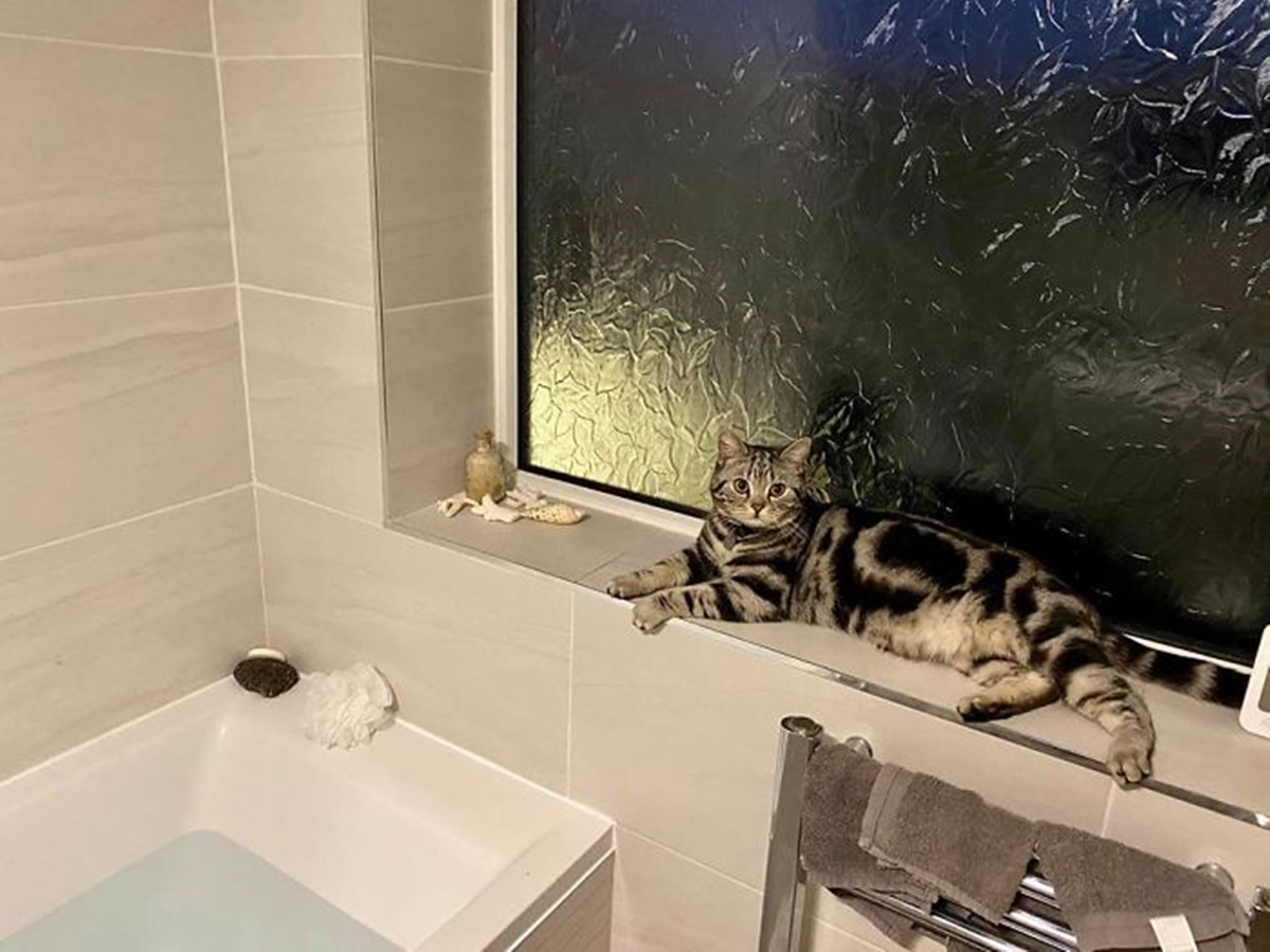 gatto nel bagno