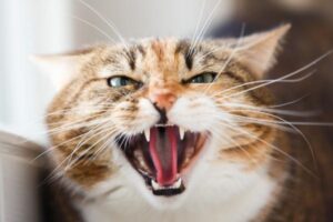 8 cose che stressano i gatti: Cose che accadono e che gli provocano questo fastidio