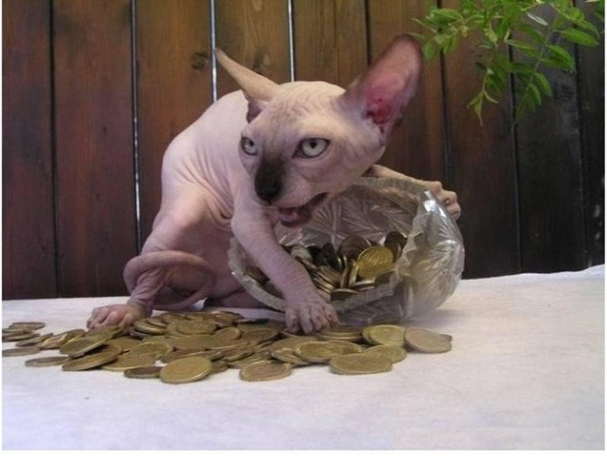gatto soldi