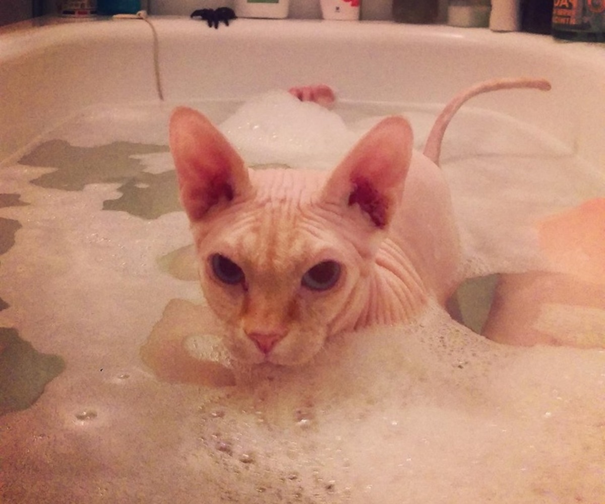 gatto bagno