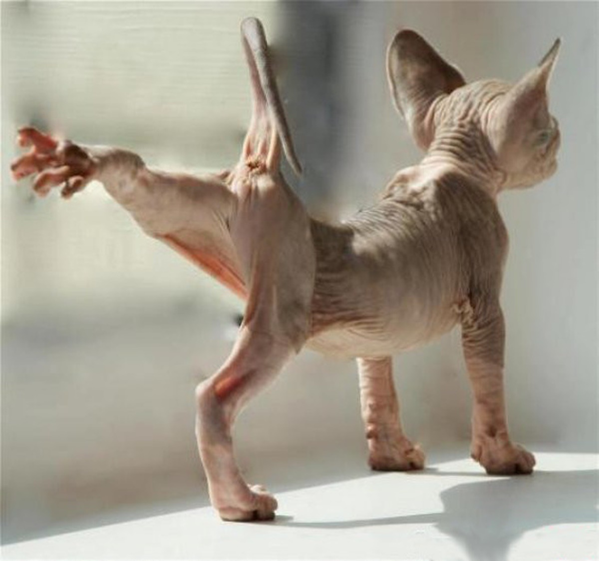 gatto yoga