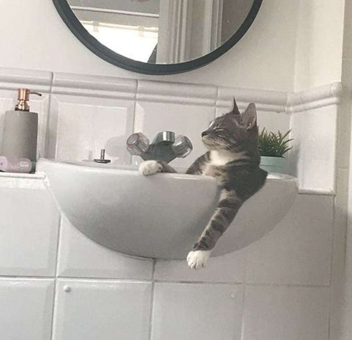 gatto bagno