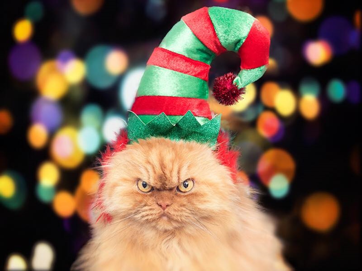 gatto natale